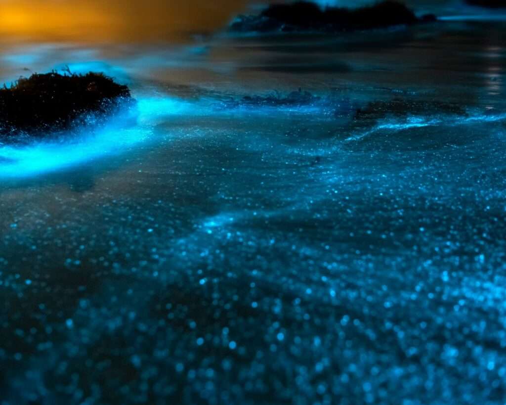 observer la bioluminescence à Holbox