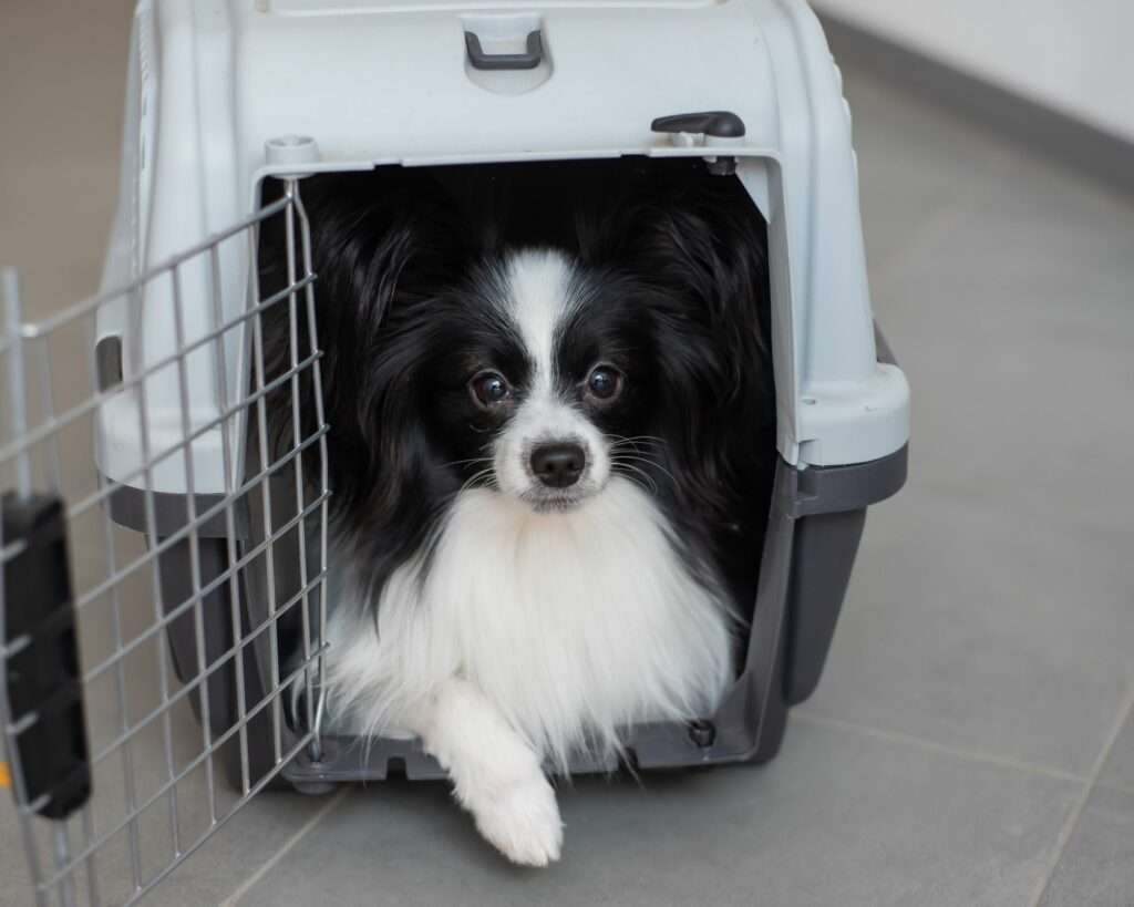 Conditions de transport d'un chien depuis le Mexique en avion