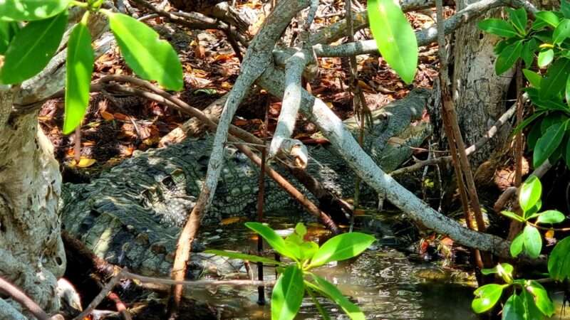 Crocodile biosphère de Rio Lagartos