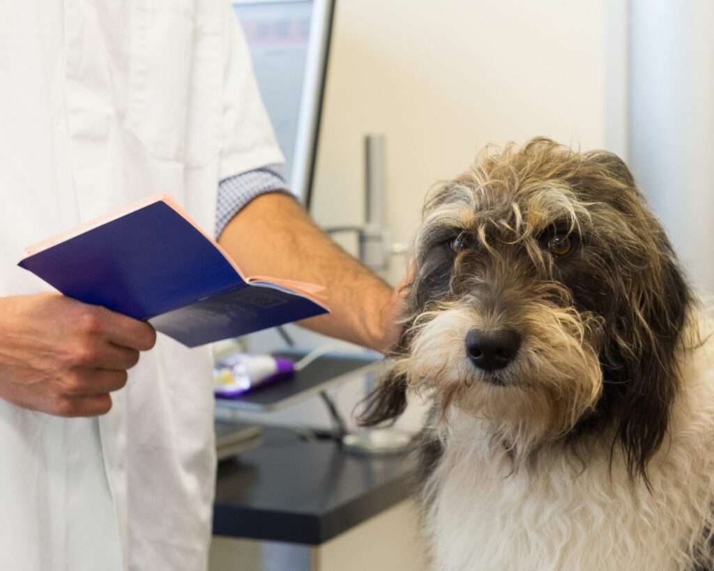 passport et vaccins our ramener un chien du Mexique en France