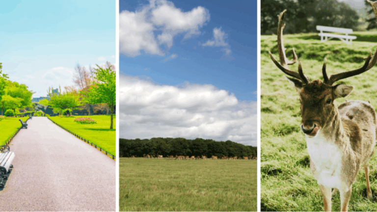 Se promener à Phoenix Park : un véritable havre de paix immense
