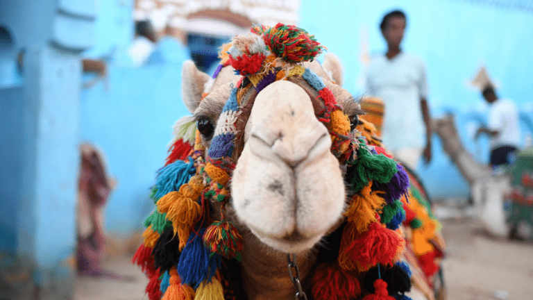 Foire aux questions sur le visa en Egypte